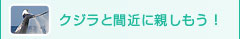 クジラと間近に親しもう！〜ホエールウォッチング〜