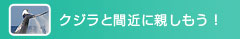 クジラと間近に親しもう！〜ホエールウォッチング〜