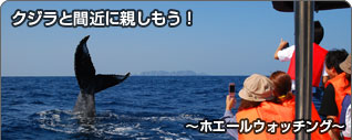 クジラと間近に親しもう！