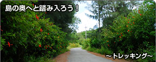 島の奥へと踏み入ろう！〜トレッキング〜